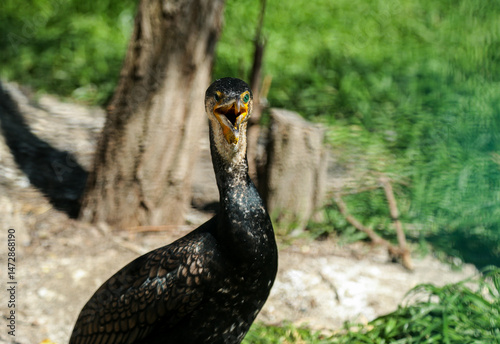 Isolation. Cormorant poses for camera for amazed crowd at zoo