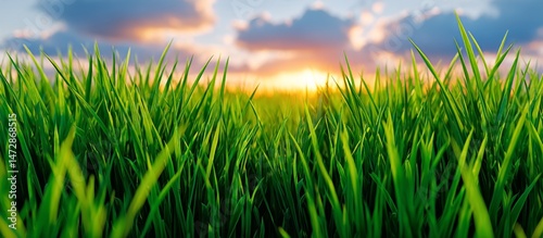 Lush Green Grass Under a Vibrant Sky at Sunset Near a Tranquil Landscape