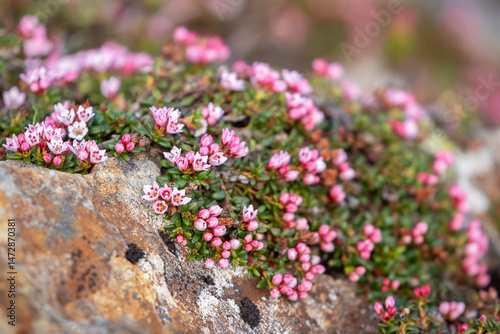 Beautiful small pink flowers of the alpine azalea, Kalmia procumbens, blooming in Finnish nature during early summer in Northern Finland	