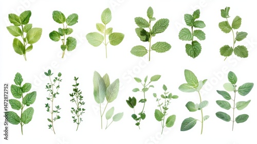 Collection of fresh herb leaves like mint basil and oregano isolated on clean white background flat lay botanical style