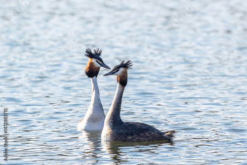 Two great crested grebes (Podiceps cristatus) swimming side by side in Estonian nature