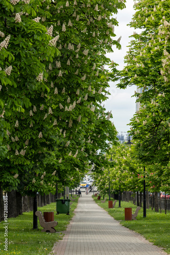 Empty city alley with blossoming chestnut trees