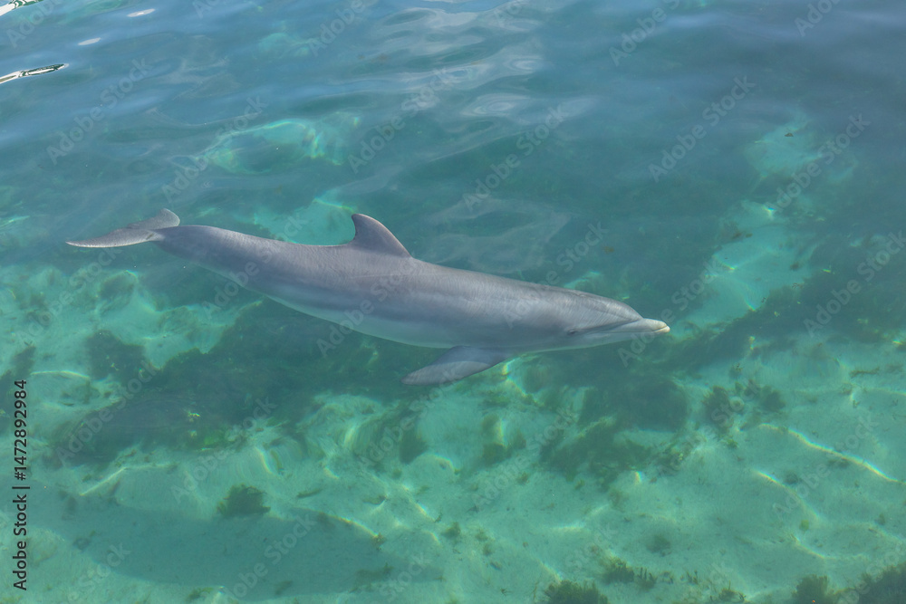 Fototapeta premium Exposure of rescued dolphins in Bermuda Island, namely Offshore Bottlenose Dolphins (Tursiops truncatus)