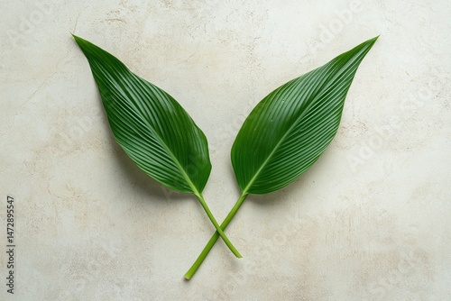 Green tropical leaves arranged in minimalist style on neutral background. Flatlay natural plant decor for botanical design, relaxation or wellness concept.