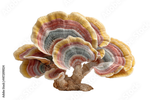 PNG Vibrant multicolored turkey tail mushroom display on black background