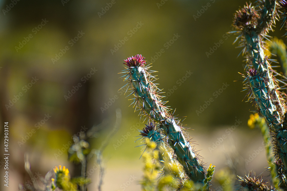 Fototapeta premium Native and Desert Plants of Scottsdale, Arizona