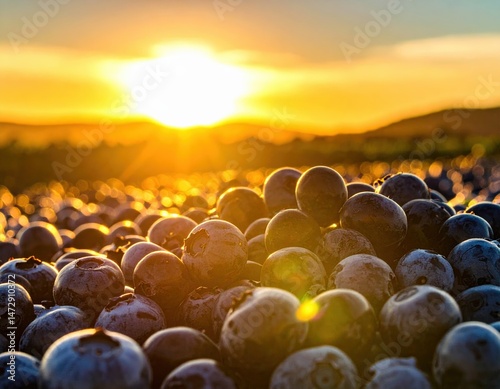 Golden sunset over fresh organic blueberries in the field, vibrant close-up capturing nature’s harvest, health, and summer abundance