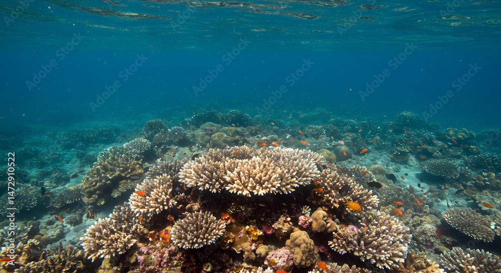 Fototapeta premium Photo Of Underwater Coral Reef
