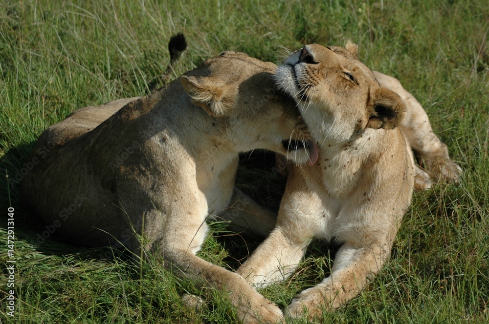 Naklejka premium Snuggling