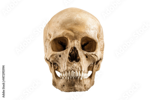 PNG Human skull on black background with detailed bone structure