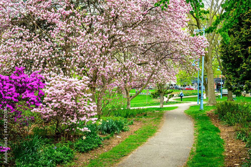 Fototapeta premium Magnolia and rhododendrons in full spring bloom along a paved path in a city park shot Kew Gardens Toronto in May 