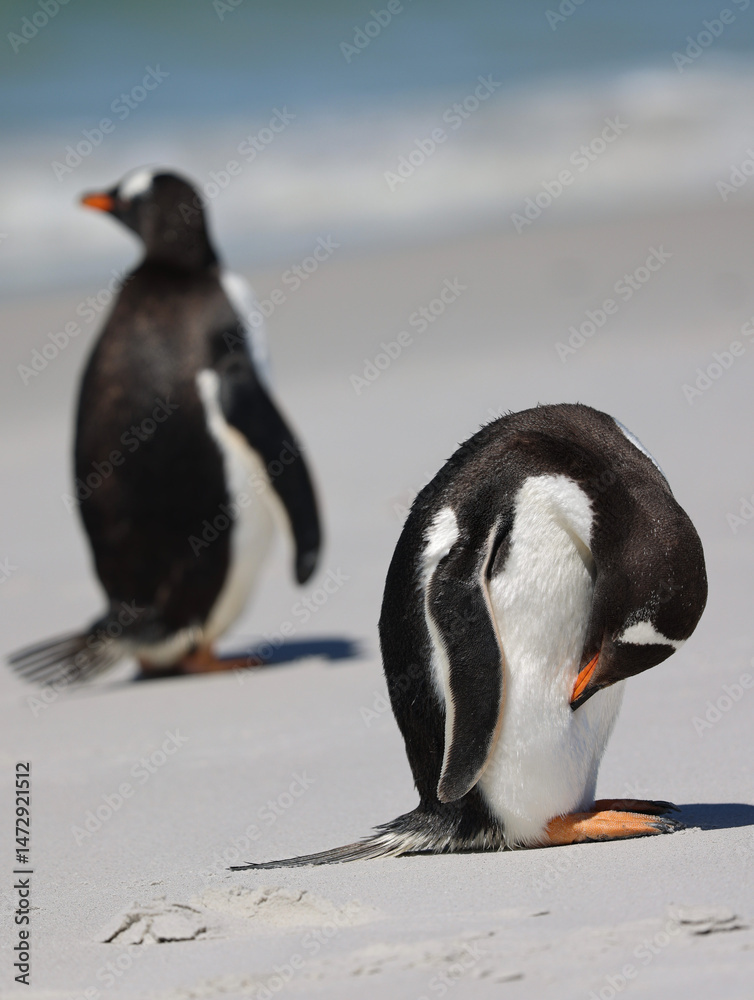 Fototapeta premium penguin on the beach