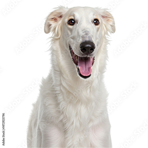 Portrait of a happy healthy Borzoi dog