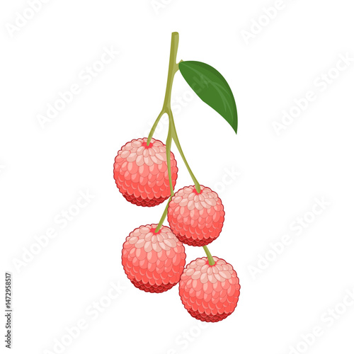 ripe red berries.vector illustration of lyche fruit.isolated background
