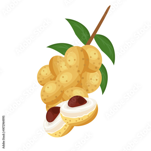 vector illustration of longan fruit.isolated background
