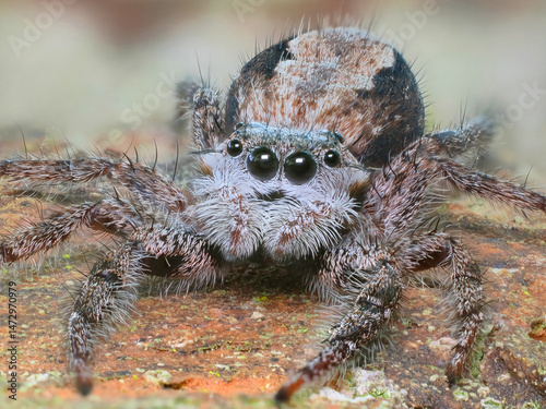 An Extreme Focus Stacked Close-up Image of a Tan Jumping Spider on a Brick Wall