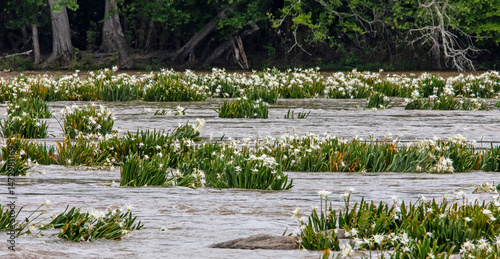 Endangered Rocky Shoals Spider Lilies Bloom in South Carolina's Catawba River.