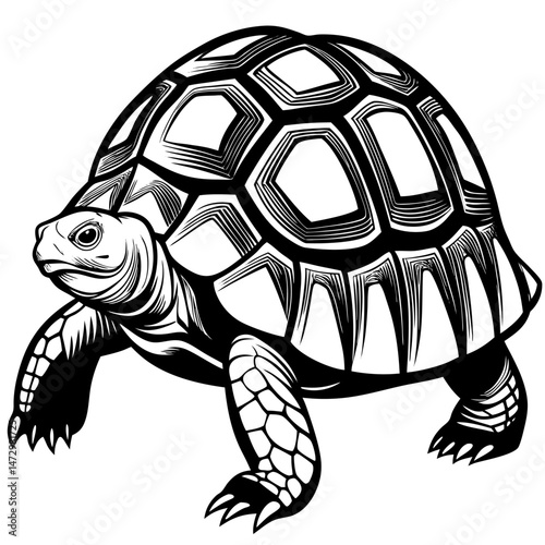 Tortoise: An illustration of a tortoise, showcasing its armored shell and unique features, perfect for educational material or artistic designs.