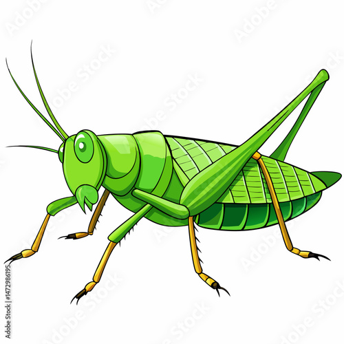 Green Grasshopper: a meticulously illustrated grasshopper resting, ideal for showcasing insects, nature, and biological marvels.