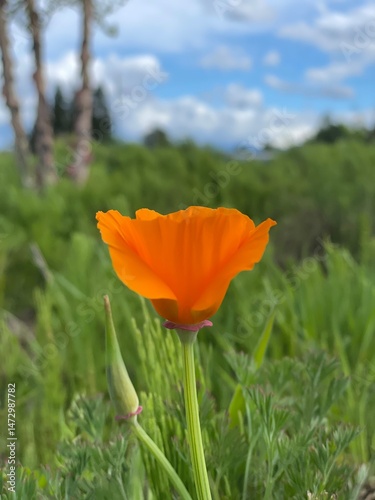 red poppy flower in a field of green grass