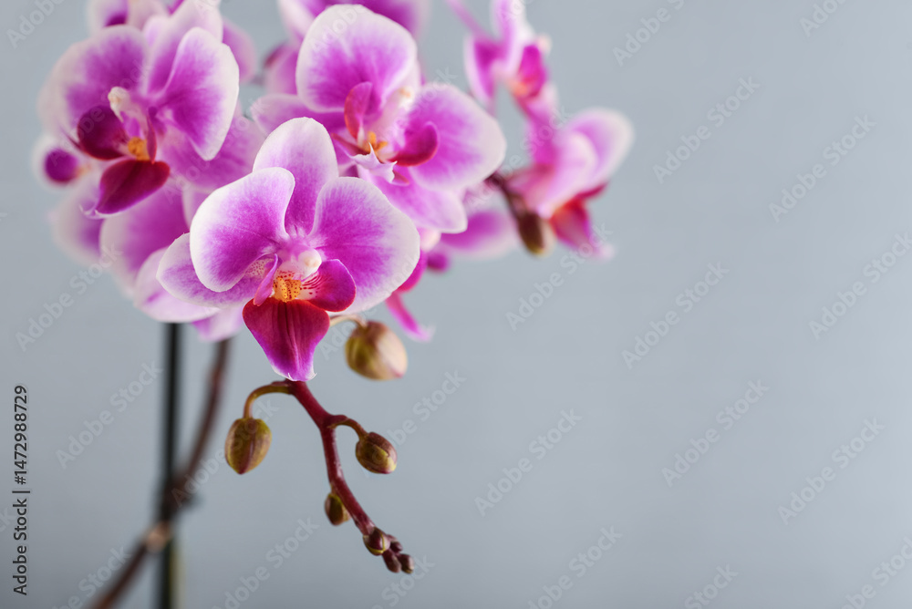 Obraz premium Purple orchid flowers on a light blue background