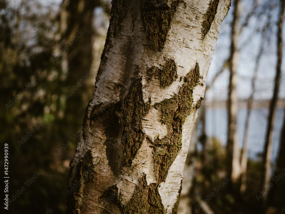 Fototapeta premium Texture of bark on tree trunk