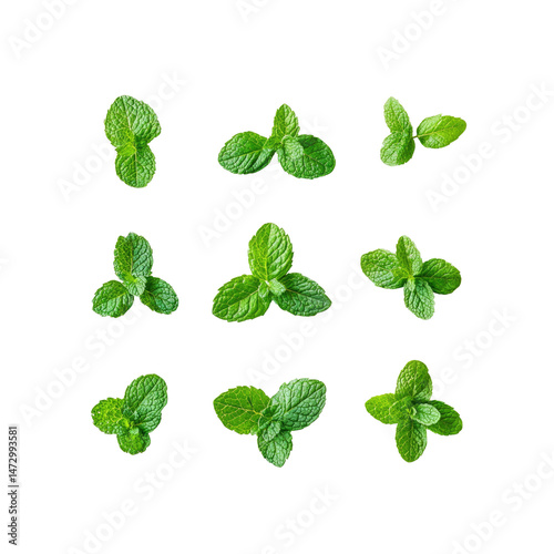 Twelve Fresh Mint Sprigs Isolated on Transparent Background - Culinary Herb Collection
