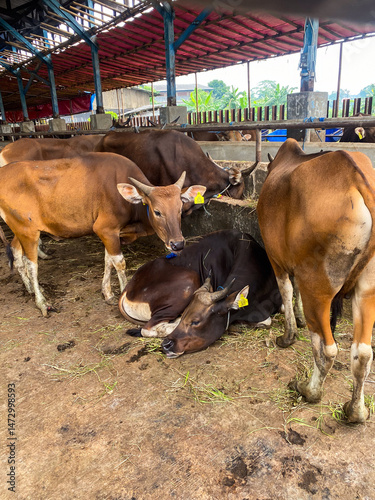Traditional open-air cattle barn with dairy cows in clean stalls—perfect for agriculture, livestock, dairy industry, or rural lifestyle promotion