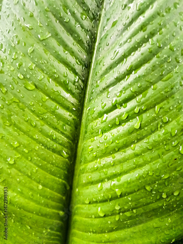 Close-up of a vibrant green tropical leaf with detailed texture and veins, perfect for eco branding, nature backgrounds, wellness products, or organic packaging visuals
