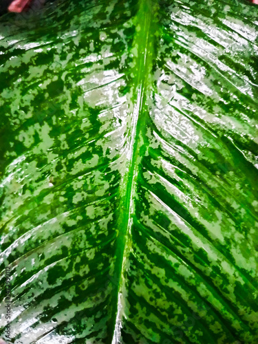 Close-up of a vibrant green tropical leaf with detailed texture and veins, perfect for eco branding, nature backgrounds, wellness products, or organic packaging visuals
