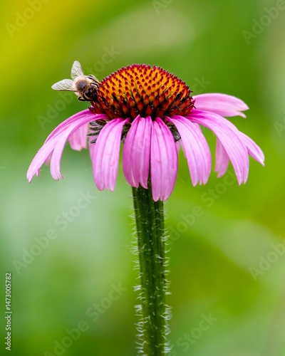 Bumblebee on a Purple Flower