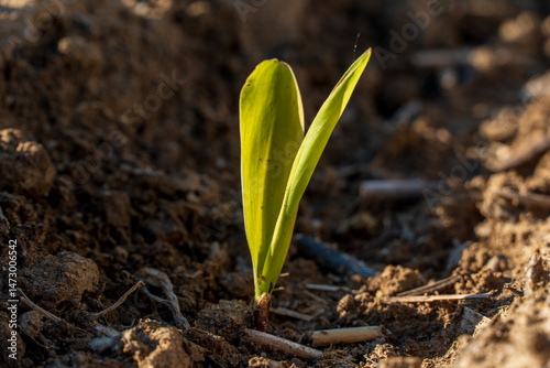 Quadro em tela Corn sprouts are pushing through the rich, dark soil in an agricultural field, b