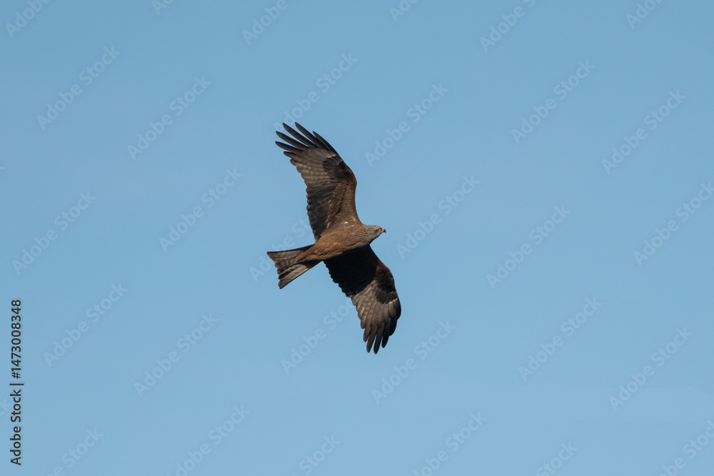 Fototapeta premium Aves rapaces y aves zancudas en hábitats mediterráneos y humedales ibéricos, biodiversidad de aves en el Parque Nacional de Monfragüe