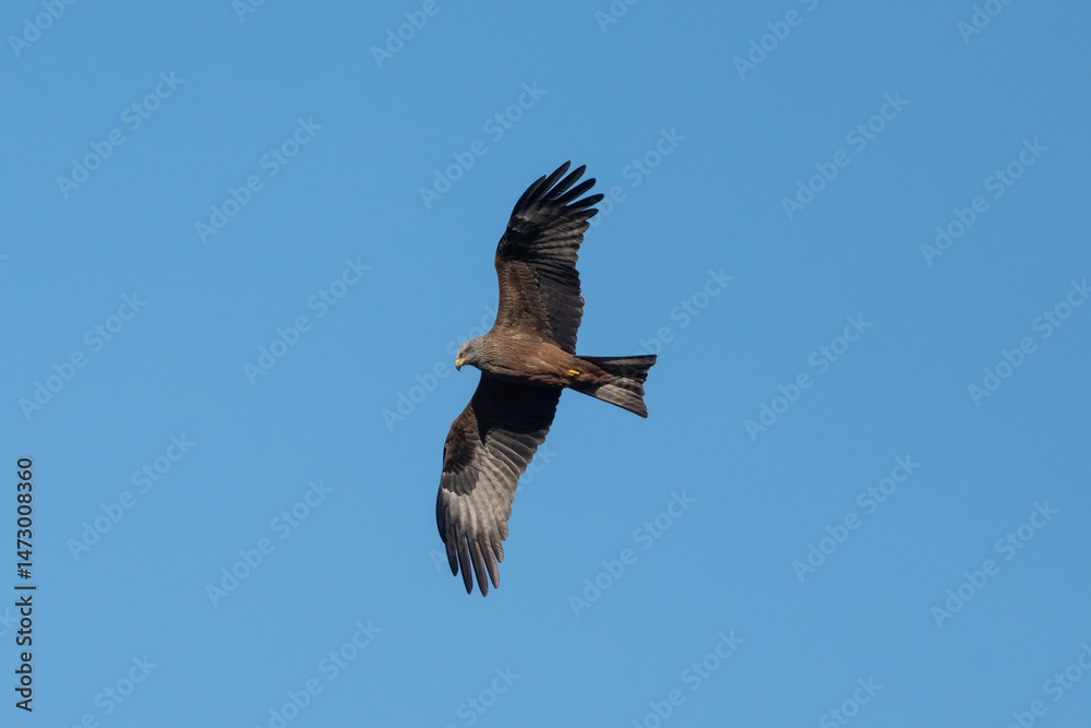 Obraz premium Aves rapaces y aves zancudas en hábitats mediterráneos y humedales ibéricos, biodiversidad de aves en el Parque Nacional de Monfragüe