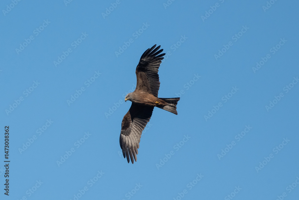 Obraz premium Aves rapaces y aves zancudas en hábitats mediterráneos y humedales ibéricos, biodiversidad de aves en el Parque Nacional de Monfragüe