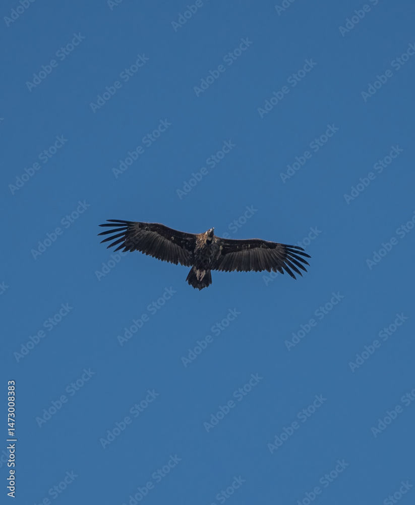 Aves rapaces, aves zancudas y otras especies en hábitats mediterráneos y humedales ibéricos. Biodiversidad de aves en el Parque Nacional de Monfragüe Aves rapaces, aves zancudas y otras especies en hábitats mediterráneos y humedales ibéricos. Biodiversidad de aves en el Parque Nacional de Monfragüe