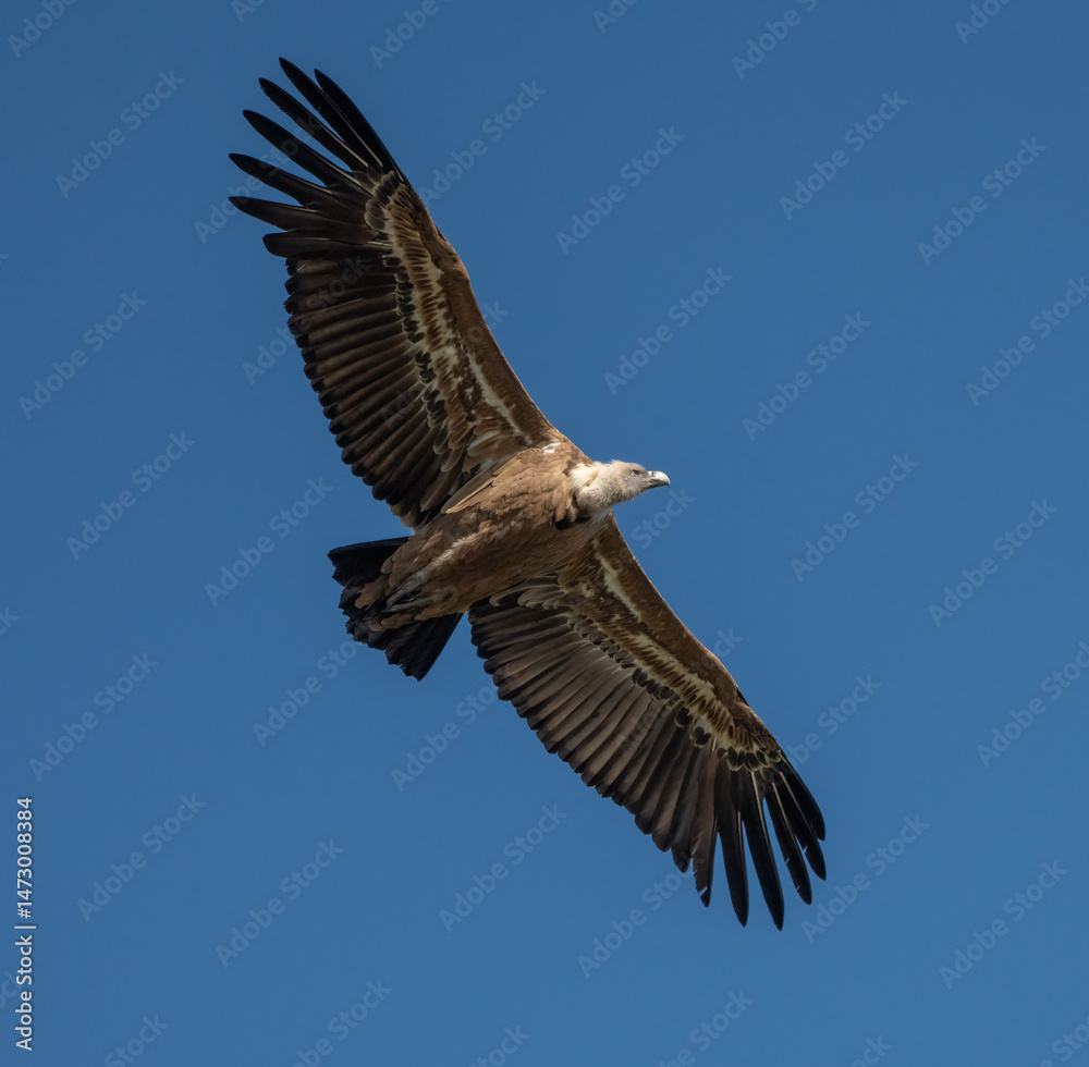 Obraz premium Aves rapaces, aves zancudas y otras especies en hábitats mediterráneos y humedales ibéricos. Biodiversidad de aves en el Parque Nacional de Monfragüe