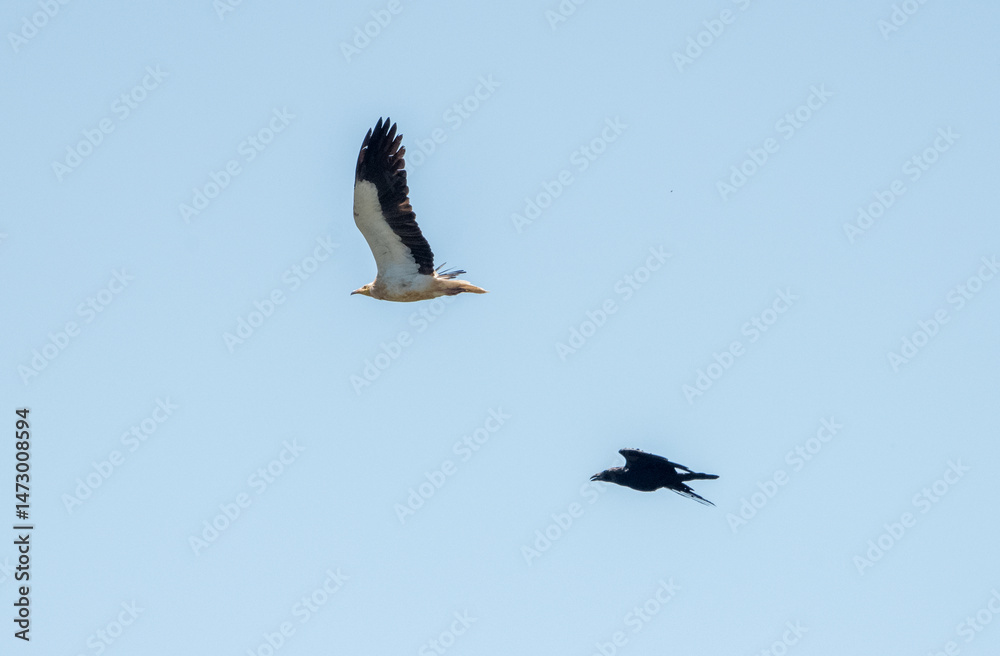 Fototapeta premium Aves rapaces, aves zancudas y otras especies en hábitats mediterráneos y humedales ibéricos. Biodiversidad de aves en el Parque Nacional de Monfragüe