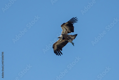 Aves rapaces, aves zancudas  y otras especies en hábitats mediterráneos y humedales ibéricos. Biodiversidad de aves en el Parque Nacional de Monfragüe
