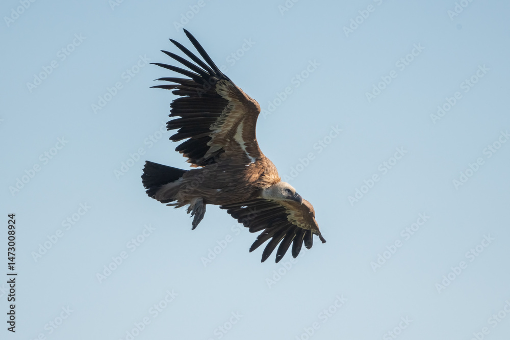 Obraz premium Aves rapaces, aves zancudas y otras especies en hábitats mediterráneos y humedales ibéricos. Biodiversidad de aves en el Parque Nacional de Monfragüe