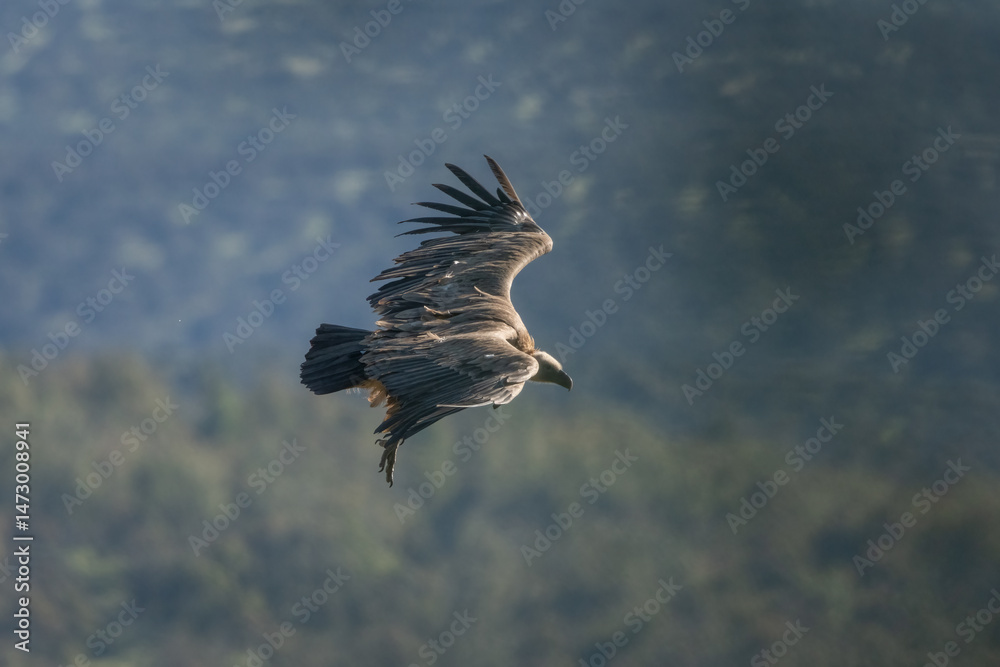 Obraz premium Aves rapaces, aves zancudas y otras especies en hábitats mediterráneos y humedales ibéricos. Biodiversidad de aves en el Parque Nacional de Monfragüe