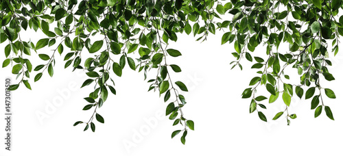 Wallpaper Mural Lush Green Foliage Cascading Down From An Unseen Branch Against A Clean White Backdrop The Leaves Create A Natural Border Or Frame With A Sense Of Tranquility And Growth Torontodigital.ca