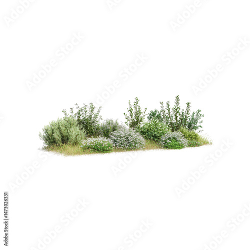 Lush Mediterranean Shrubbery and Wildflower Patch Isolated on White Background