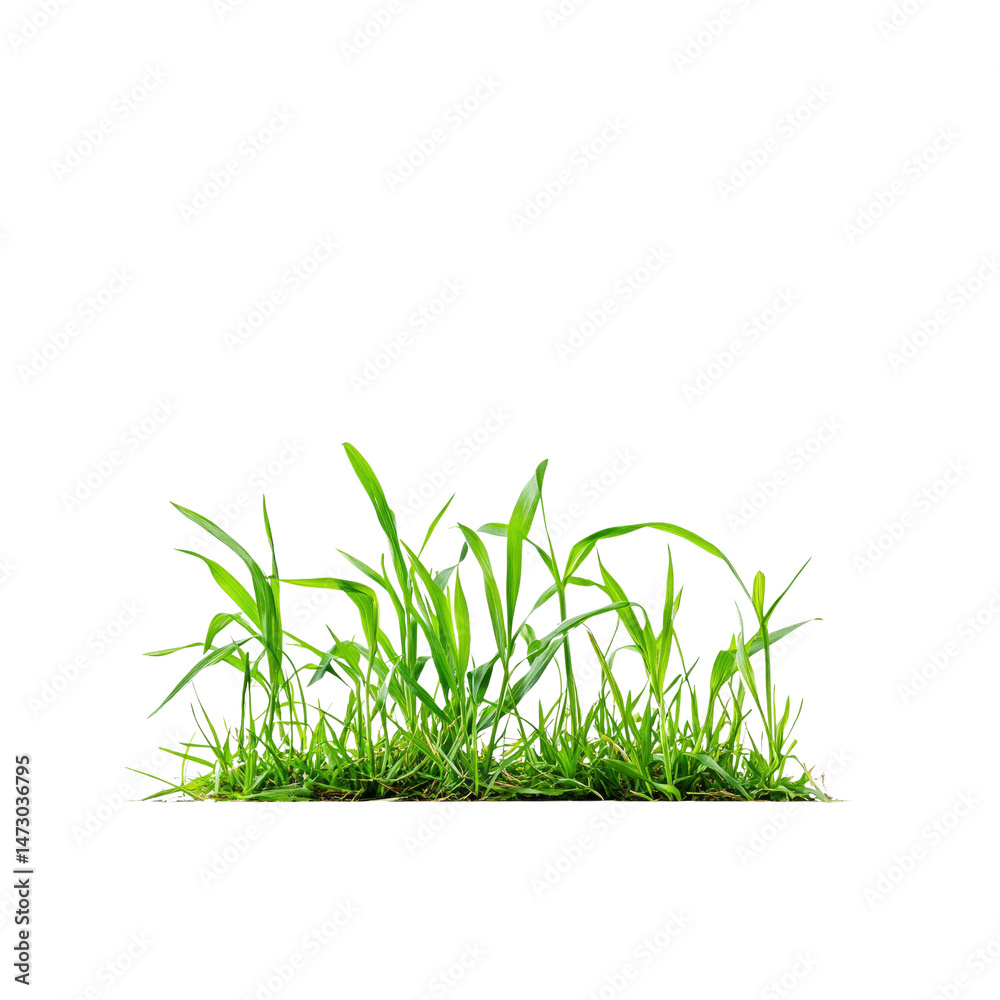 Fototapeta premium Lush Green Grass Patch Isolated on Transparent Background