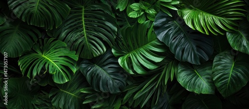 Lush tropical foliage, dark green leaves, jungle backdrop, nature wallpaper