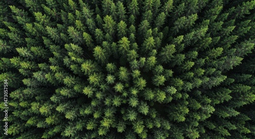 Aerial View of Lush Green Forest Canopy