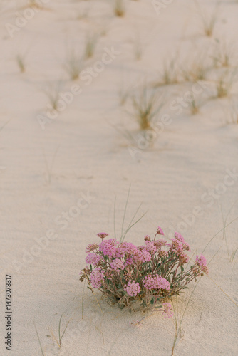 Pink desert sand verbena blooming in white gypsum sand at golden hour photo