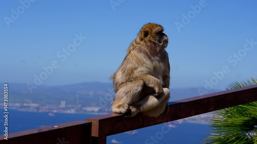 Barbary macaque sitting on a railing in Gibraltar, enjoying the landscape and the sea