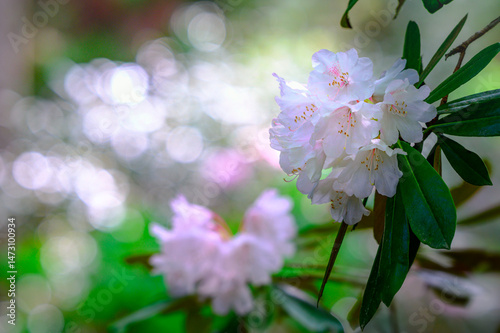 白いシャクナゲの花