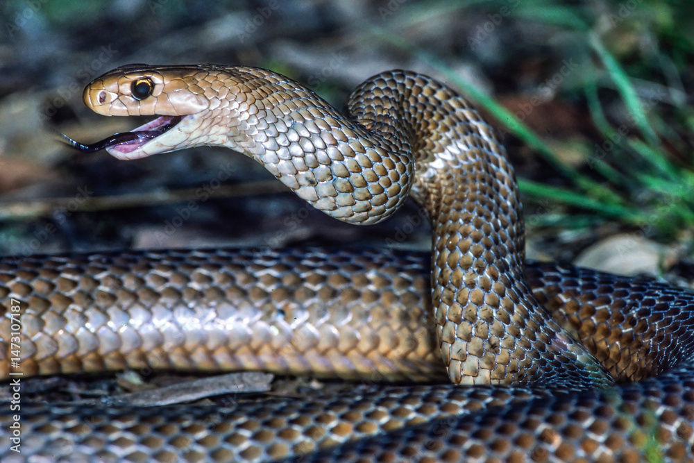 Fototapeta premium Highly venomous Australian Eastern Brown Snake